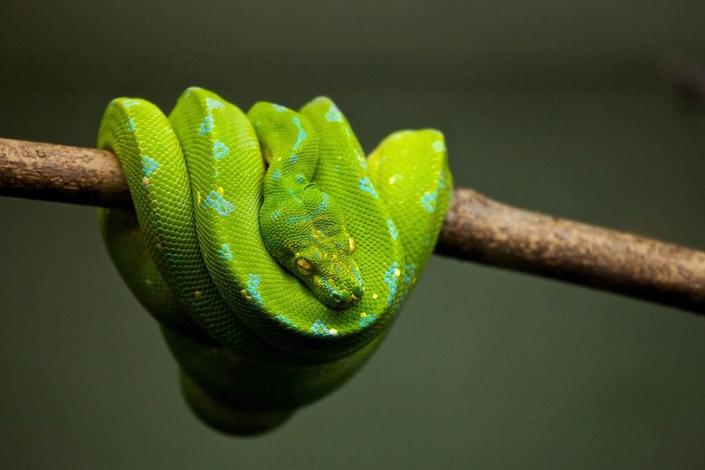 python, snake, reptile-1866944.jpg